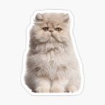 Cins Kedi İran Kedisi Araba Oto Sticker Etiket Renkli Z4
