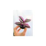 Çizgili Pembe Telgraf Çiçeği 10-20 Cm