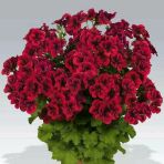 Clarion Dark Red Koyu Kırmızı Çiçekli Sardunya Canan Çiçeği Fidesi (1 Fide)