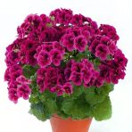 Clarion Violet Menekşe Çiçekli Sardunya Canan Çiçeği Fidesi (1 Adet)
