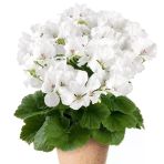 Clarion White Beyaz Çiçekli Sardunya Canan Çiçeği Fidesi (1 Adet)