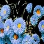 Clear Blue Erigeron Çiçeği Tohumu(50 Tohum)