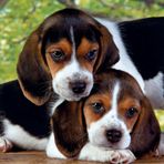 Clementoni Close Together-30289 500 Parça Puzzle