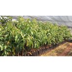 CLİFTON AVOKADO FİDANI