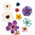 Cnk craft shop Epoksi Reçine İçin Doğal Preslenmiş Çiçek Seti, Reçine ve Takı için, Renkli, El Sanatları Dekor, 10 Adet