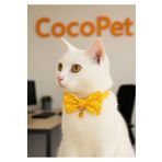 Cocopet Papyonlu Kedi Boyun Tasması Sarı Puantiyeli fiyonk kedi tasmas