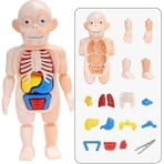 Çocuk Montessori 3D Bulmaca Insan Vücudu Anatomisi Modeli Eğitim Öğrenme Organ Monte Oyuncak Vücut