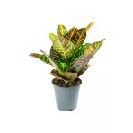 Codiaeum Petra - Kraton Çiçeği - Ev Ofis Salon Iç Mekan Bitkisi - 40 Cm