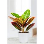 Codiaeum Variegatum 'Sunny Star' - Kraton Çiçeği - Ev Ofis Salon Iç Mekan Bitkisi - 30 Cm