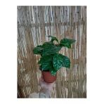 Coffea Arabica - Kahve Çiçeği - Ev Ofis Salon Iç Mekan Bitkisi