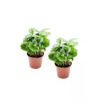 Coffea Arabica - Set 2 Adet Kahve Çiçeği Mini - Ev Ofis Salon Iç Mekan Bitkisi - Baby