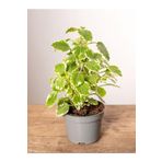 Çok Avantajlı Alacalı Benjamin Çiçeği Kokulu Bitki 1 Adet Saksılı (Plectranthus Forsteri) 10-20Cm