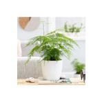 Çok Avantajlı Asparagus Salon Bitkisi