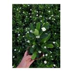 Çok Avantajlı Beyaz Renk Dikenler Tacı Çiçekli Ithal Hollanda Milli Saksılı Kaktüs (White Euphorbia)