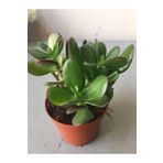 Çok Avantajlı Crassula Şans Para Çiçeği (Zenginlik Çiçeği) 25-30Cm
