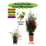 Çok Avantajlı Kırmızı Fırça Çalısı+Kırmızı Mercan Çiçeği+Itır Çiçeği Hediyeli Peyzaj Seti