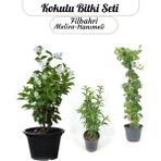 Çok Avantajlı Kokulu Çiçek Seti Melisa+ Kokulu Hanımeli Sarmaşık+ Filbahri(Philadelphus)
