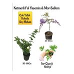 Çok Avantajlı Kokulu Katmerli Ful Yasemin Çiçeği+Mor Salkım Ağacı Fidanı Itır Çiçeği Hediyeli
