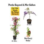 Çok Avantajlı Pembe Begonvil Çiçeği+Mor Salkım Ağacı Fidanı Buz Çiçeği Hediyeli Bahçe