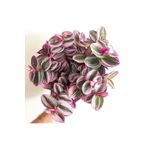 Çok Avantajlı Serada Decor&Plant Mor Telgraf Çiçeği Nanouk Zebrina Sukulent 5,5 Cm 1.Kalite