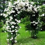 Çok Yaşlı Soğuğa Dayanıklı Kokulu Yediveren Bride Crown Beyaz Sarmaşık Gül Fidanı(120-200 Cm)