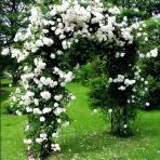 Çok Yaşlı Soğuklara Dayanımlı Kokulu Yediveren Bride Crown Beyaz Sarmaşık Gül Fidanı(120-200 Cm)