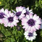 Çok Yıllık Erato Double White Blush Bodrum Papatyası Çiçeği Fidesi (1 Fide)