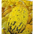 Çoker Kavun Kırkağaç Tohumu