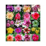 Çöl Gülü (Desert Rose/Adenium Obesum) 10 Adet Renkli Karışık Tohum - Egzotik Sukulent Bitki, Açık Alan Ve Saksıda Kolay Yetişen, Yaz Dönem