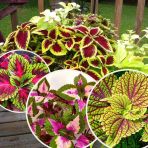 Coleus Cam Güzeli Yaprak Güzeli Fidanı 10-20 Cm