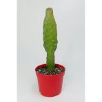 Consolea Rubescens İnce Uzun Kaktüs Özel Tür Yassı Sütun 8.5 Cm Kırmızı Saksıda