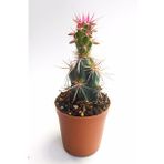 Corynopuntia Invicta Nadide Tür Kaktüs Tekli Kaktüs 5.5 cm Saksıda Özel Kaktüs