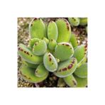 Cotyledon Tomentosa Sukulent Bitki (Ayı Pençesi), BTSTS98