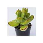 Cotyledon Tomentosa Sukulent Bitki (Ayı Pençesi), SRD1322025BYB278