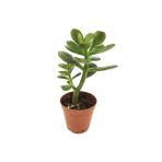 Crassula Feng Shui Para Ağacı Fidanı 10-20 cm