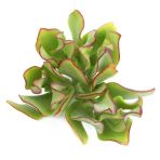 Crassula Mesembryanthoides Siide Sukulent