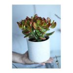 Crassula Ovata Bereket Çiçeği, Beyaz Seramik Saksıda