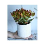 Crassula Ovata Bereket Çiçeği, Büyük Boy, Saksıda
