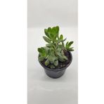 Crassula Ovata Para Çiçeği 10-20 Cm