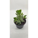 Crassula Ovata Para Çiçeği 10 Cm