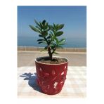 Crassula Ovata- Para Çiçeği- Bereket Bitkisi- 23-30 Cm 15 Aylık