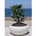 Crassula Ovata- Para Çiçeği- Bereket Bitkisi- 23-30 cm