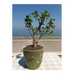 Crassula Ovata- Para Çiçeği- Bereket Bitkisi- 50-65 Cm