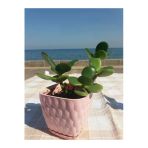 Crassula Ovata- Para Çiçeği- Bereket Bitkisi- 8-12 Cm 5 Aylık