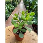 Crassula Ovata Para Çiçeği Fidanı 10-20 Cm