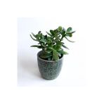 Crassula Ovata - Para Çiçeği 'Gri Saksılı'