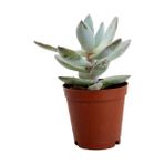 Crassula Ovata, Para Çiçeği, Şans Ağacı 5.5 Cm Fidanı