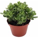 Crassula Ovata, Para Çiçeği, Şans Agaçı Jumbo Bpy