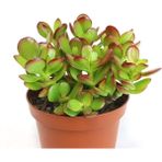 Crassula Ovata, Para Çiçeği, Şans Agaçı Large