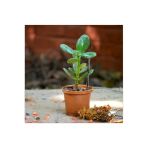 Crassula Ovata Para Çiçeği Şans Çiçeği